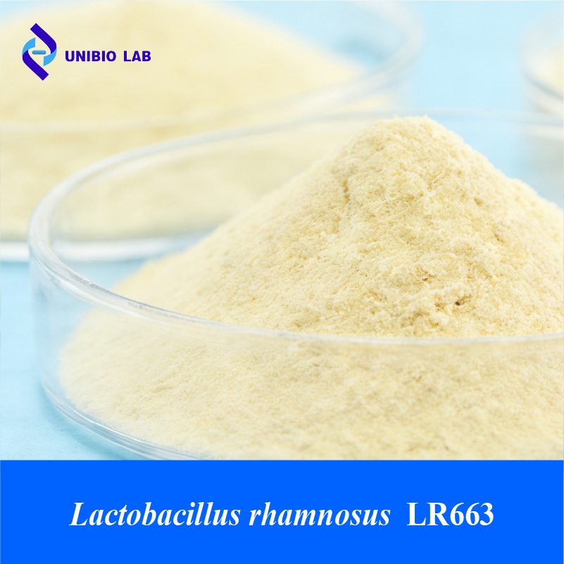 Lactobacillus rhamnosus LR663 probiotic raw powder in bulk packaging
